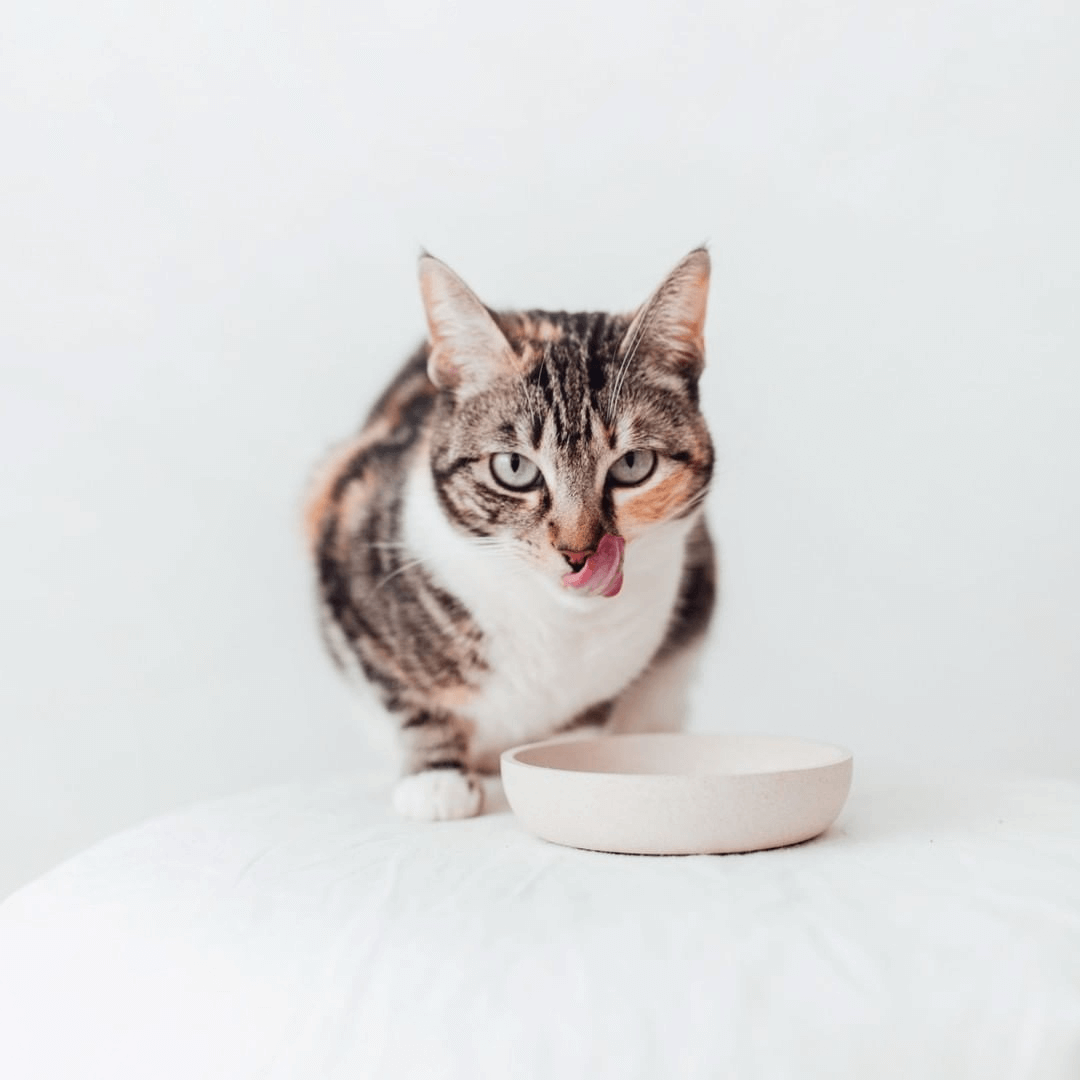 productos pampermut destacados para gatos